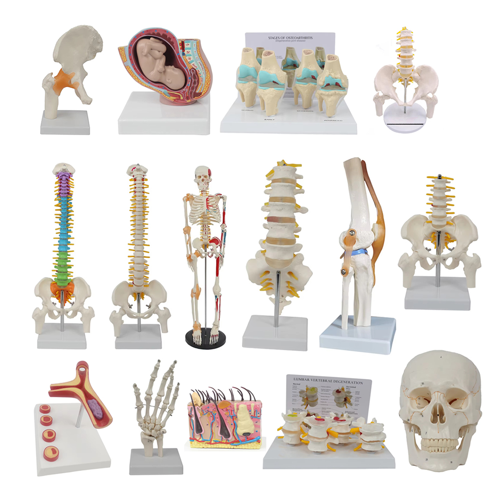 Medical teaching tools Skeleto - Examination Bed Medical 评论和价格